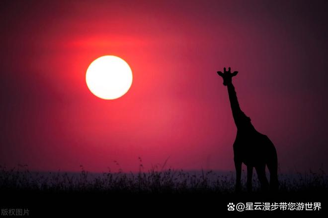 尼亚：长颈鹿画面背后的别样乾坤AG真人百家乐班加罗尔少年于肯(图1)