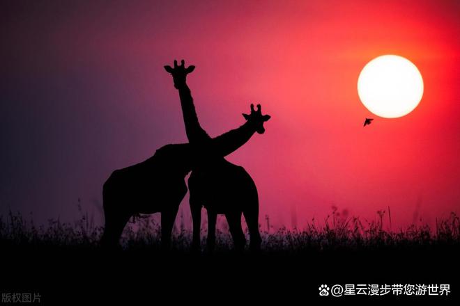尼亚：长颈鹿画面背后的别样乾坤AG真人百家乐班加罗尔少年于肯(图3)